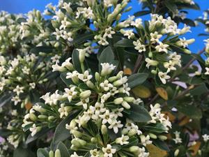 Pittosporum tobira x heterophyllum ‘Green Mound’ (Jule1)